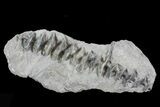 Archimedes Screw Bryozoan Fossil - Illinois #74310-1